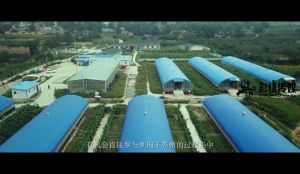 《裕昌隆程明(míng)牧業(yè)羊産業(yè)聯盟》宣傳